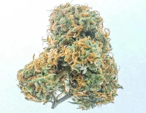 close up detailed picture of a cherry mellow hybrid cannabis bud