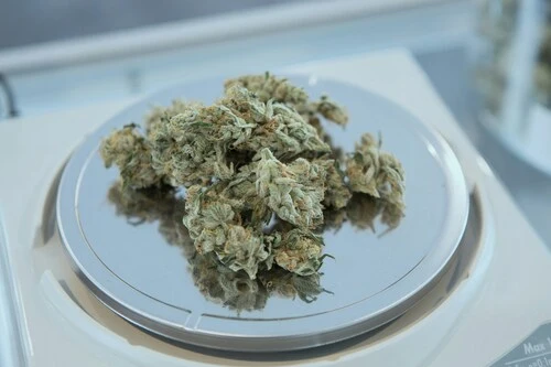 multiple cereal milk sativa cannabis buds on a scale in a bright room