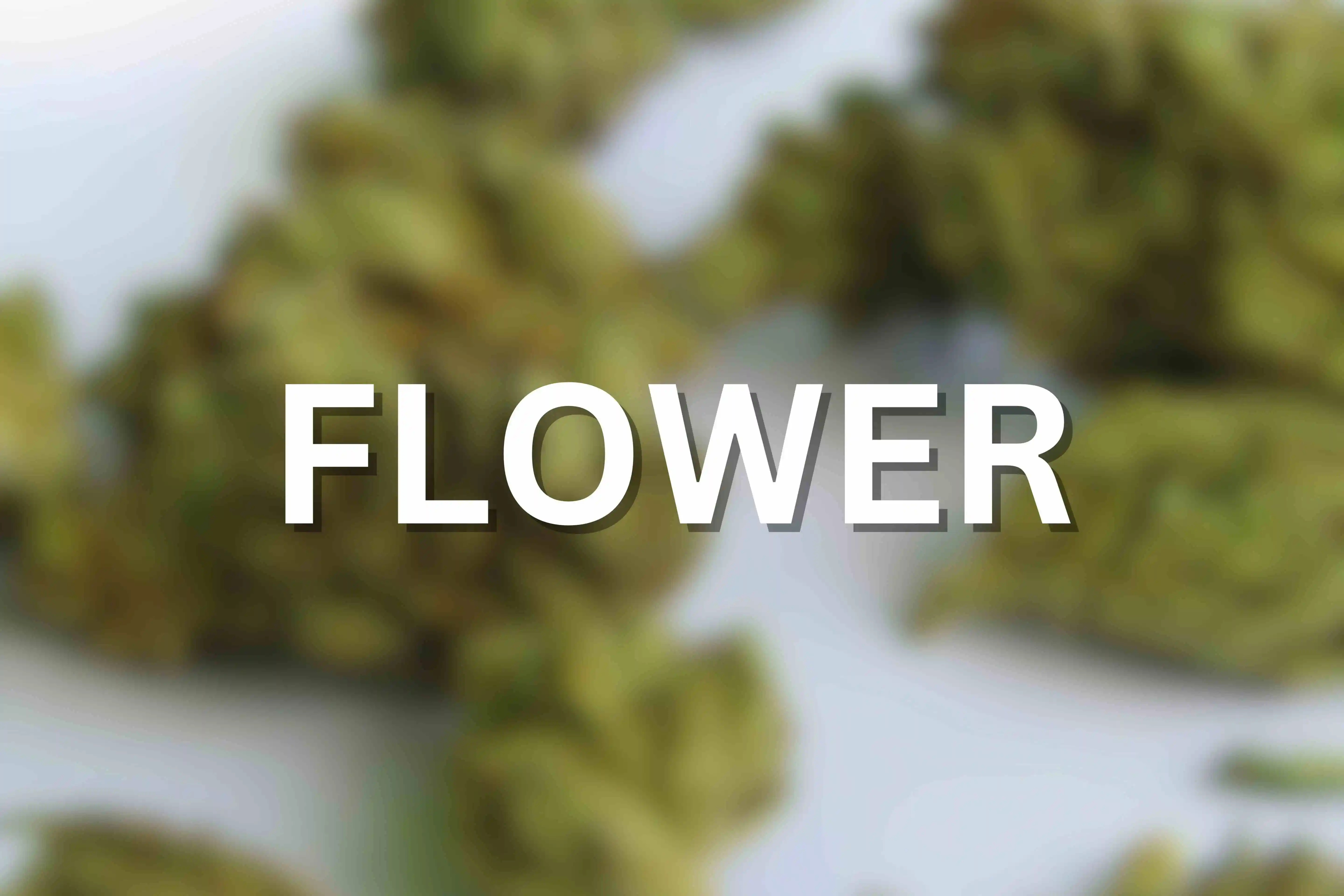 blurred image of cannabis buds with the text FLOWER as an overlay