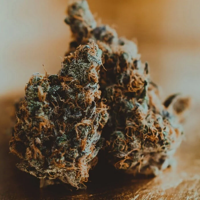 close image of Cookies cereal milk strain, highlighting its orange and purple flakes