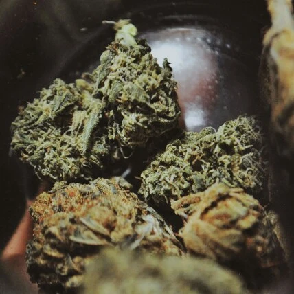 a close up image of our cookies cereal milk weed strain, with green and orange flakes of THC