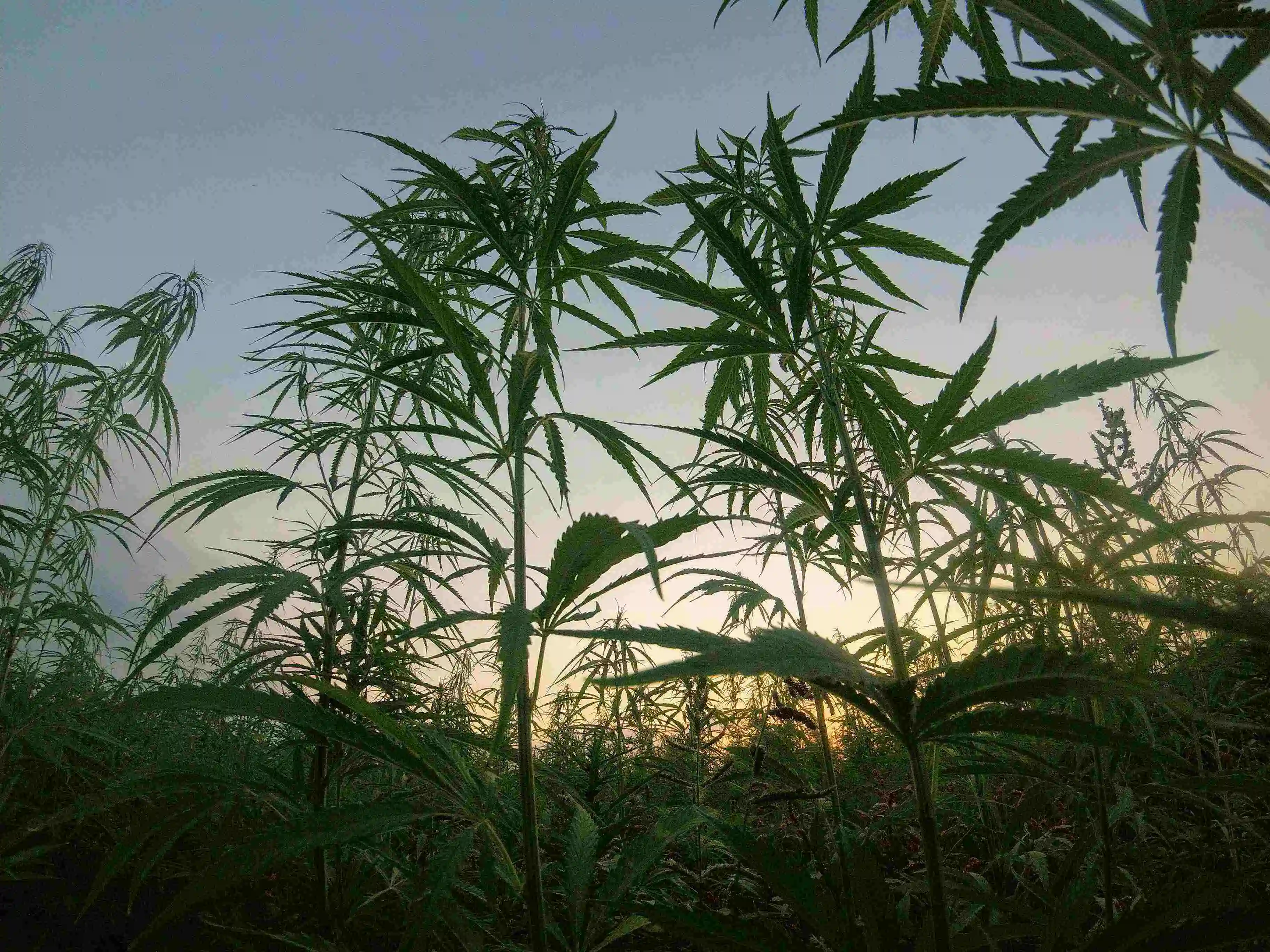 a large farm of tall cannabis plants with a sunset in the background